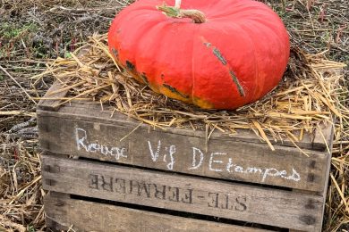 Versailles Potager Roi