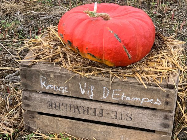 Versailles Potager Roi